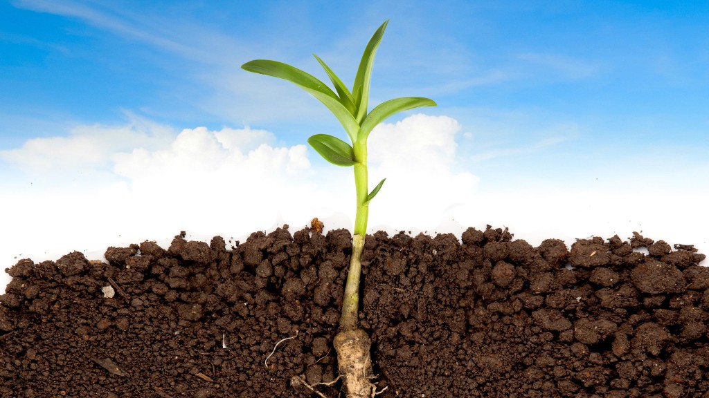 Plant-Root-Sky-Soil